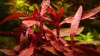 Альтернантера розоволистная меристемная (Alternanthera reineckii rosaefolia)
