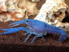 Рак Флоридский голубой, синий (Procambarus alleni)