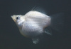Моллинезия белая баллон (Poecilia sphenops Silver Molly balloon)