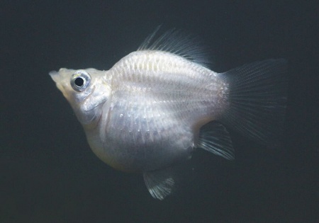 Моллинезия белая баллон (Poecilia sphenops Silver Molly balloon)