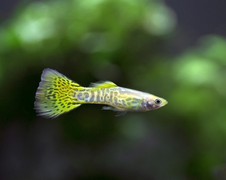 Гуппи желтая кобра (Yellow King Cobra Guppy) Poecilia reticulata