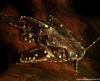 Агамикс Звездчатый сом (Agamyxis albomaculatus) 