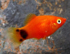 Пецилия красная Микки Маус  (Xiphophorus maculatus red Mickey Mouse Platy)