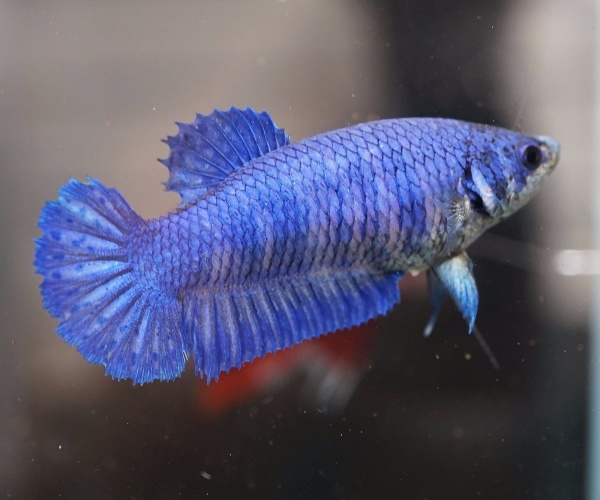 Петушок самка (курочка) Супер Дельта синяя (Betta fish female ) 3-3,5 см