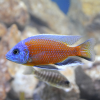 Цихлида Копадихромис Каданго (Copadichromis borleyi «Kadango»)