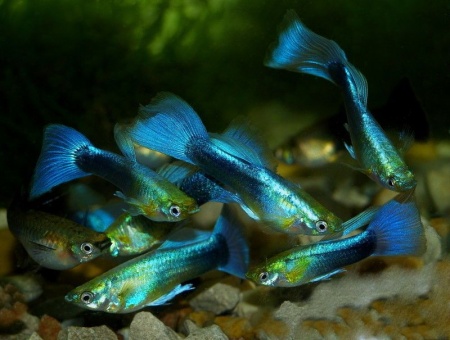 Гуппи синий неон (Poecilia reticulata neon blue)