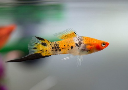 Меченосец Геллера трехцветный (Xiphophorus helleri Tricolor)