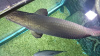 Арапаима гигантская (лат. Arapaima gigas) 10-15 см (малек)