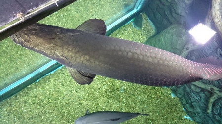 Арапаима гигантская (лат. Arapaima gigas) 10-15 см (малек)