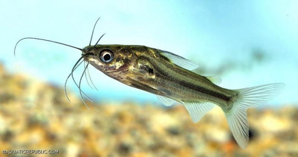 Мистус полосатый сом (Mystus vittatus)