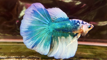 Петушок Халф Мун бабочка зеленый самец Betta splendens Halfmoon green Butterfly)