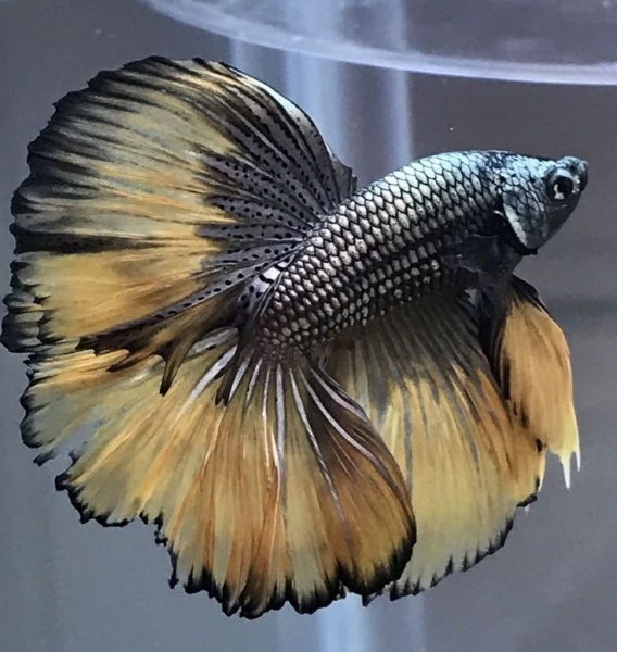 Петушок Халф Мун черное золото двухвостый  самец (betta halfmoon male dubletail-black-gold)