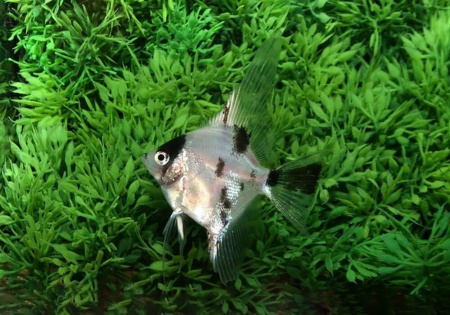 Скалярия Березка (pterophyllum birch)