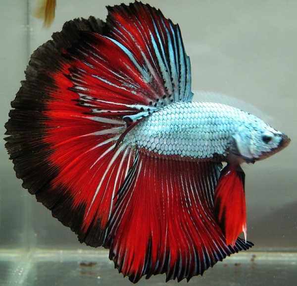 Петушок Халф Мун зеленый дракон самец (Betta splendens Halfmoon green dragon)