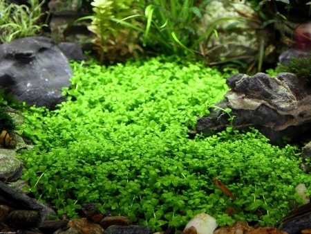 Микрантенум Монтекарло (Micranthemum Montecarlo)