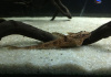 Досилорикария филаментоза (Dasyloricaria filamentosa) сом