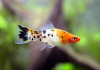Меченосец Геллера кои ситец (Xiphophorus helleri Calico Koi)