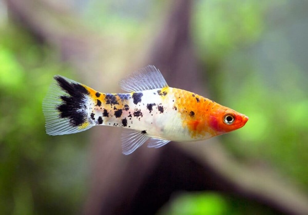 Меченосец Геллера кои ситец (Xiphophorus helleri Calico Koi)