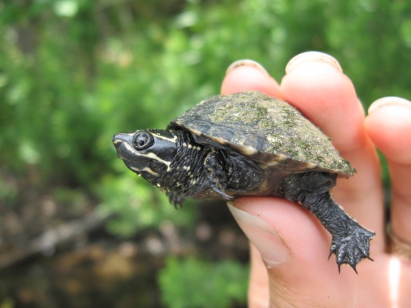 Черепаха Мускусная (Sternotherus odoratus)