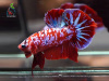 Петушок плакат КОИ НЕМО самец (Betta fish male)