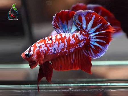 Петушок плакат КОИ НЕМО самец (Betta fish male)
