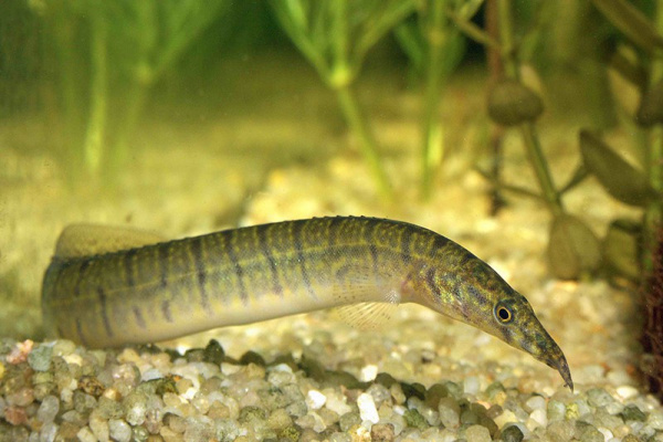 Макрогнатус зебровый (Macrognathus zebrinus)  7-8 см