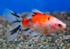 Золотая рыбка Шубункин бристольский ситцевый (Goldfish Bristol Shubunkin calico)