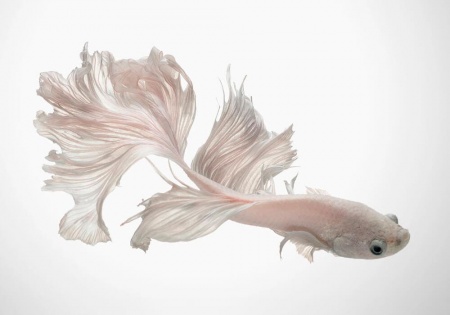 Петушок Халф Мун белый самец (Betta male Halfmoon white)