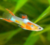 Гуппи Эндлера Золотой (Guppy) Самец
