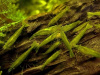 Креветка Бабаулти (Caridina babaulti)
