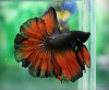 Петушок Халф Мун дракон красно-черная  бабочка самец( betta male red devil tail)