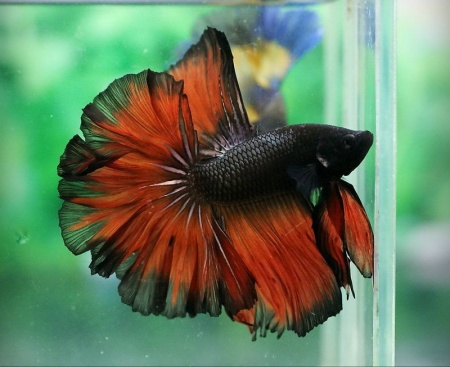 Петушок Халф Мун дракон красно-черная  бабочка самец( betta male red devil tail)