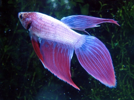 Петушок Вуалехвостый Фиолетовый самец (Betta-male-Veiltail-velvet)