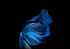 Петушок Петушок Супер Дельта сапфир самец Betta-male super delta blue-sapphire)