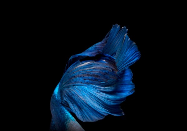 Петушок Петушок Супер Дельта сапфир самец Betta-male super delta blue-sapphire)