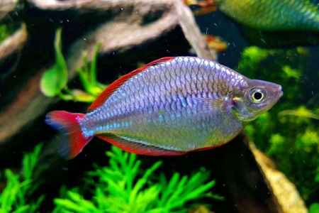 Радужница Неоновая (Melanotaenia Praecox)