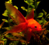 Риукин красный вуалехвостый  (Goldfish Ryukin red veiltail)
