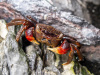 Краб Красный Паук (Neosarmatium smithi Red Spider Crab)