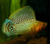Моллинезия зеленая (Poecilia sphenops Green Sailfin Molly)