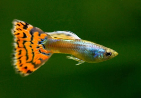Гуппи красная мозаика (Poecilia reticulata red mosaic)