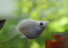 Моллинезия белая баллон (Poecilia sphenops Silver Molly balloon)