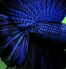 Петушок Халф Мун черно-синий призрак самец (betta splendens halfmoon black blue ghost)