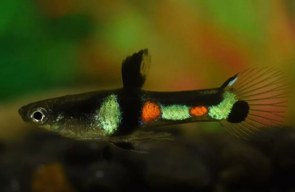 Гуппи Эндлера Кампона Эль Тигре  (Guppy) Самец