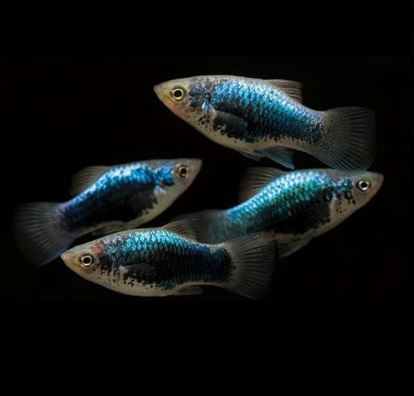 Пецилия синий смокинг (Xiphophorus maculatus blue tuxedo Platy)