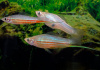 Меченосец Геллера зеленый (Xiphophorus helleri Green)