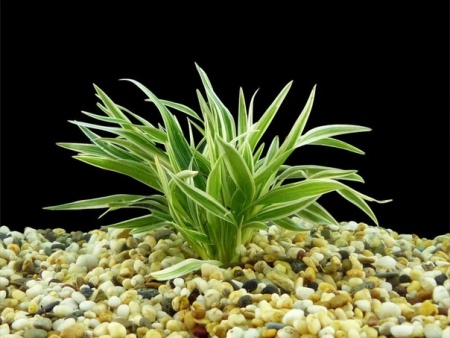 Драцена (Dracaena sanderina)
