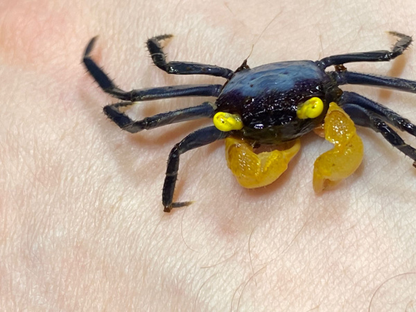 Краб Вампир Лекауда Самец (Geosesarma sp. “lecauda”)