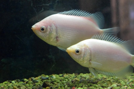 Гурами целующийся (Helostoma temminkii) 5 см