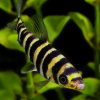 Лепорин Аффинис (Leporinus affinis) 4-5 см 