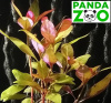 Alternanthera reineckii Kleines Papageienblatt - Альтернантера рейнеки папагейт L169